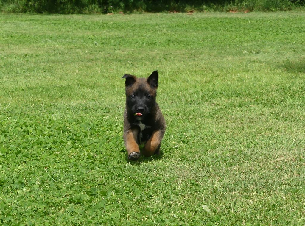 Land van mechelaar - Chiots disponibles - Berger Belge