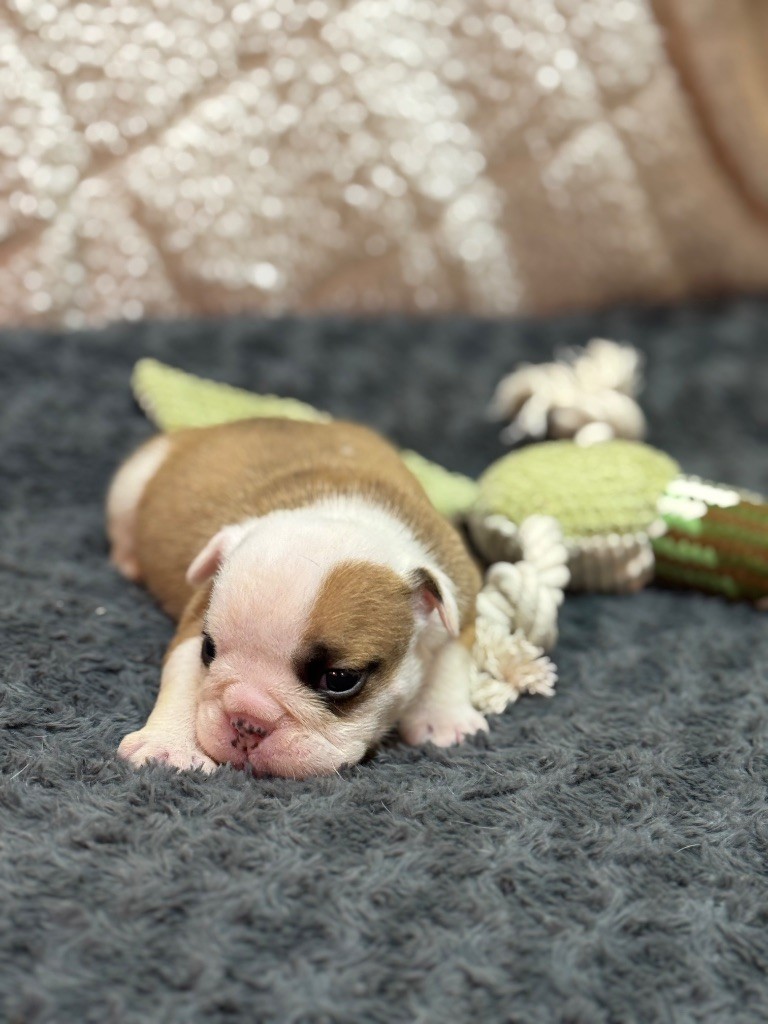 Land van mechelaar - Chiots disponibles - Bulldog Anglais