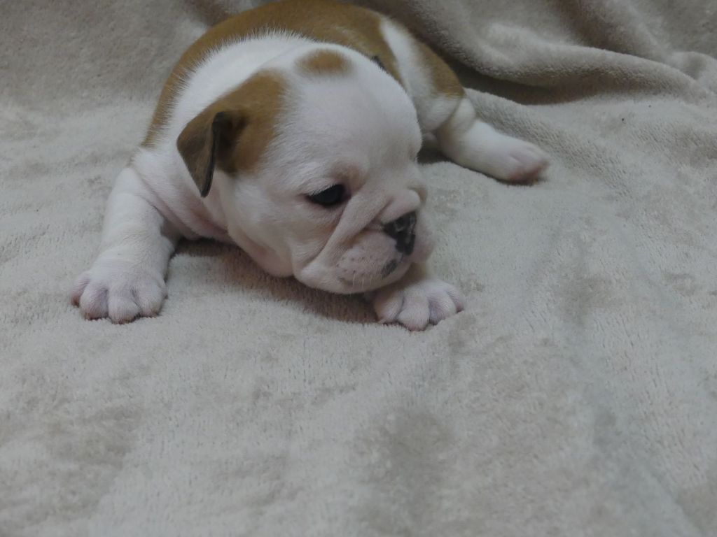 CHIOT 6