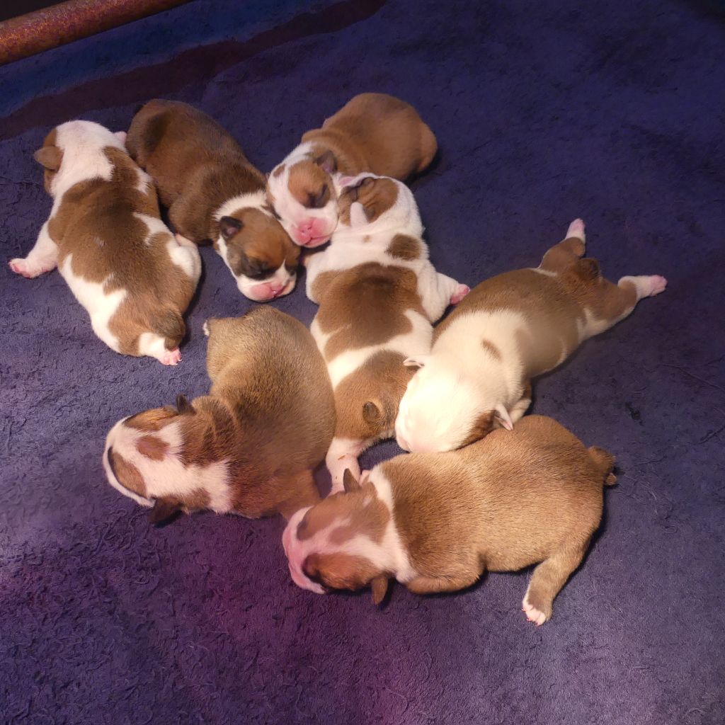 Land van mechelaar - Bulldog Anglais - Portée née le 25/02/2021