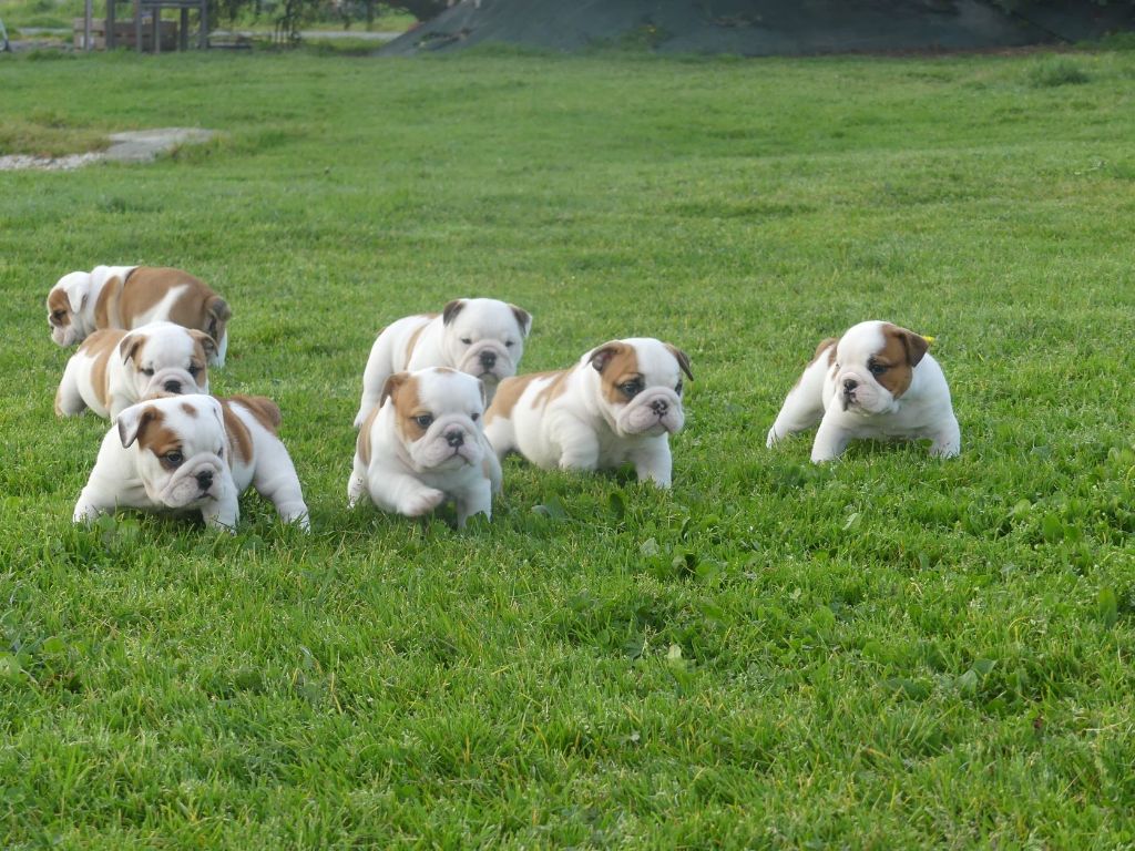Chiot Bulldog Anglais Land van mechelaar
