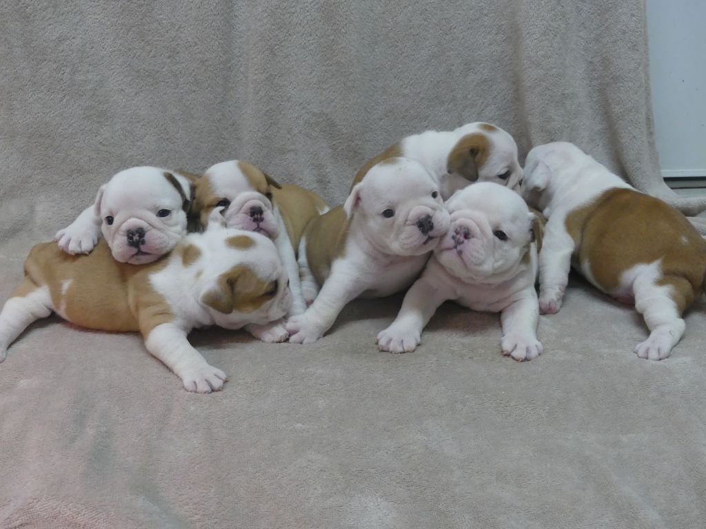 Chiot Bulldog Anglais Land van mechelaar