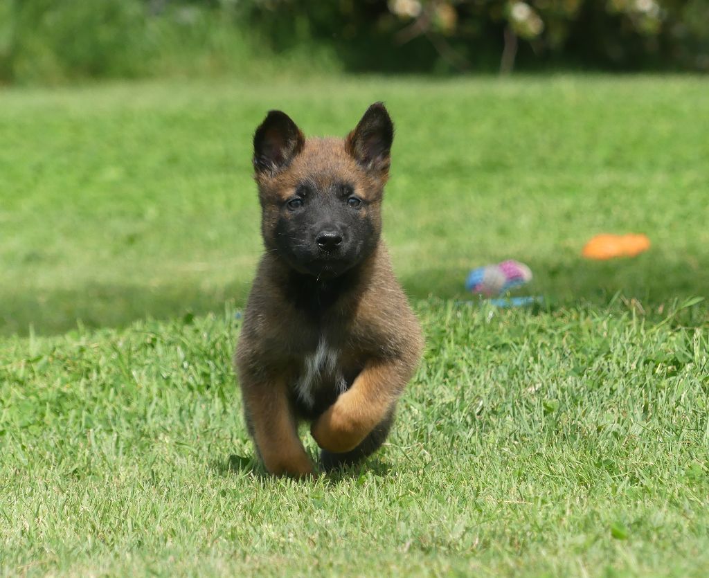 Land van mechelaar - Chiots disponibles - Berger Belge