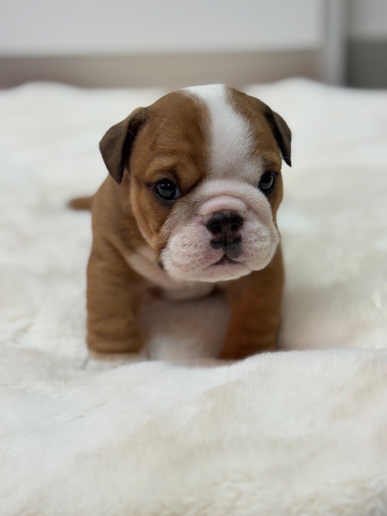 Land van mechelaar - Chiots disponibles - Bulldog Anglais
