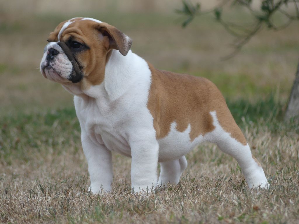 Land van mechelaar - Chiots disponibles - Bulldog Anglais