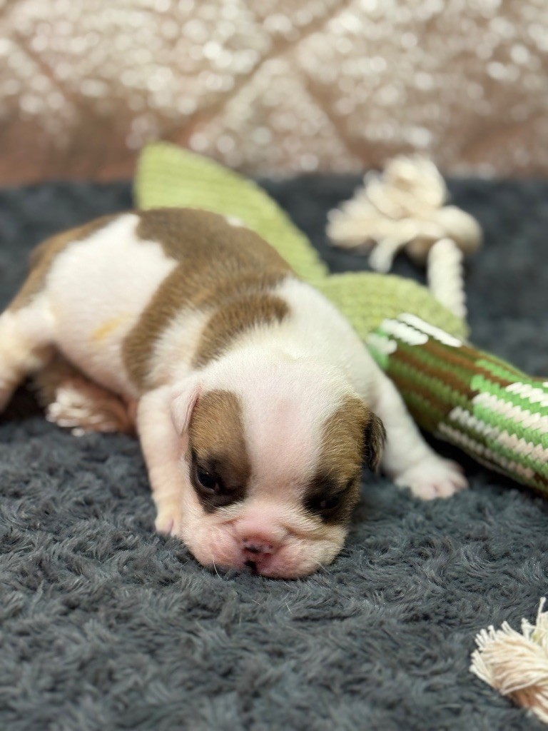 Land van mechelaar - Chiots disponibles - Bulldog Anglais