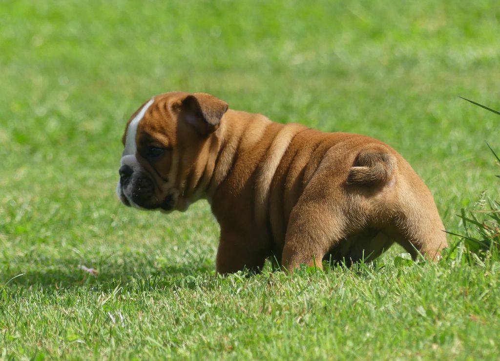 Land van mechelaar - Chiots disponibles - Bulldog Anglais