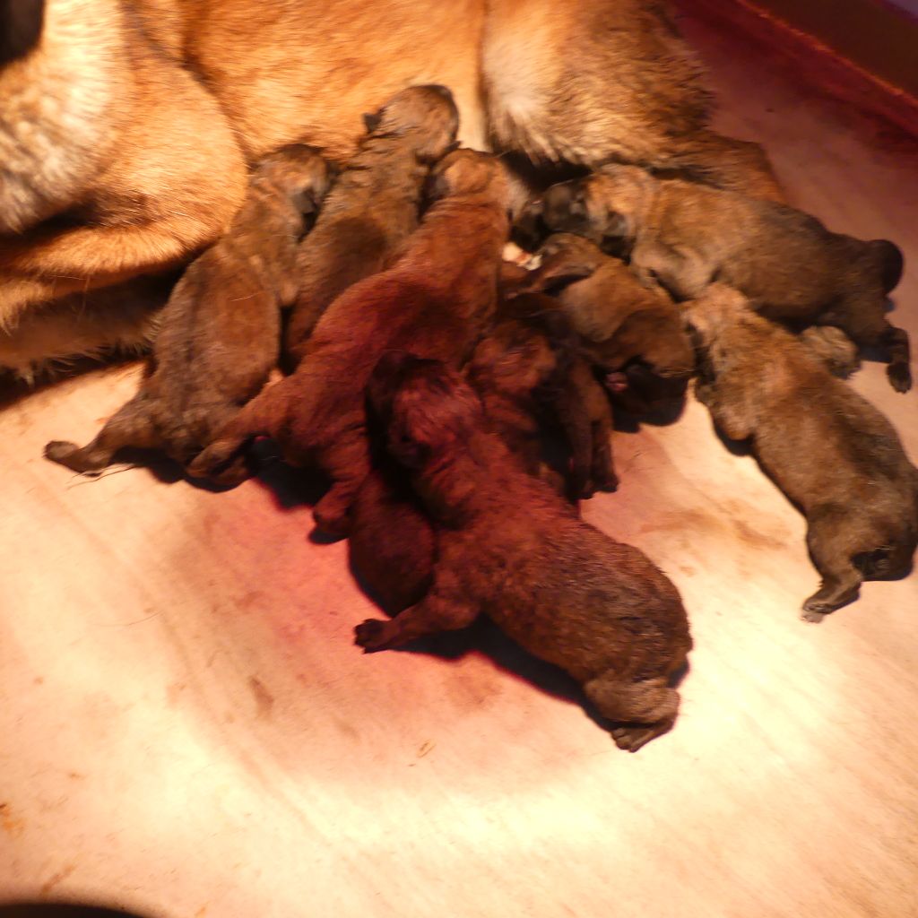 Chiot Berger Belge Land van mechelaar