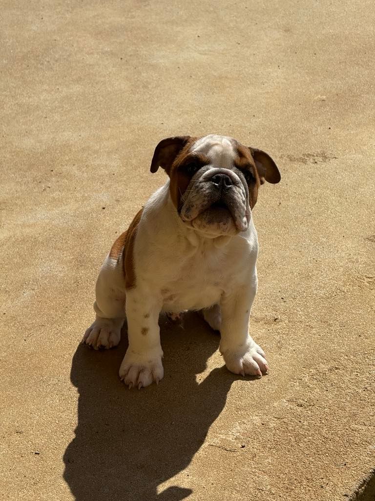 Land van mechelaar - Chiots disponibles - Bulldog Anglais