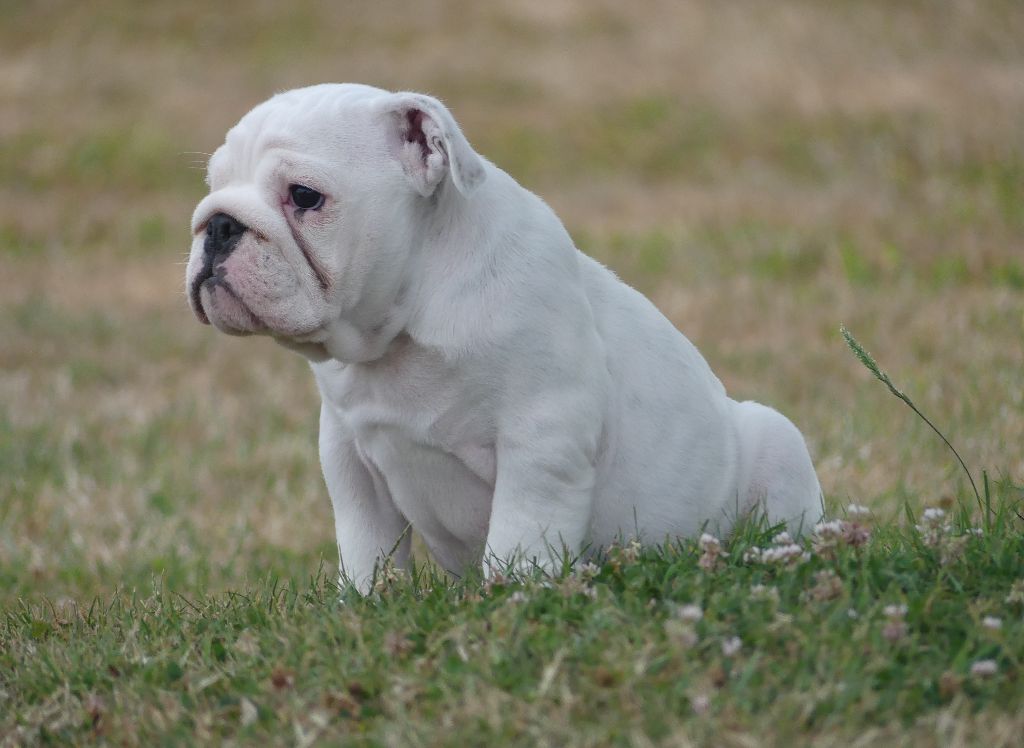 Land van mechelaar - Chiots disponibles - Bulldog Anglais