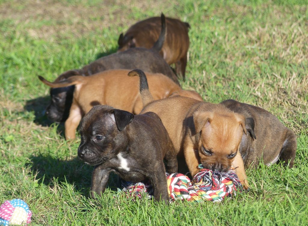 Land van mechelaar - Chiots disponibles - Staffordshire Bull Terrier