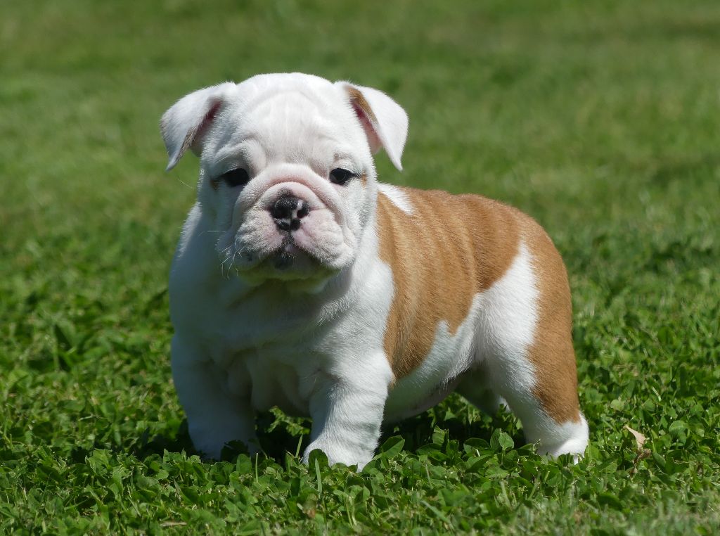 Land van mechelaar - Chiots disponibles - Bulldog Anglais