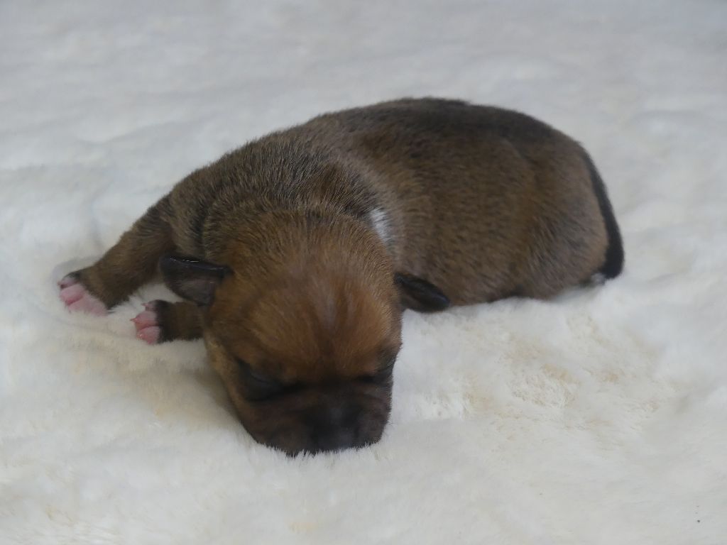 Land van mechelaar - Chiots disponibles - Staffordshire Bull Terrier