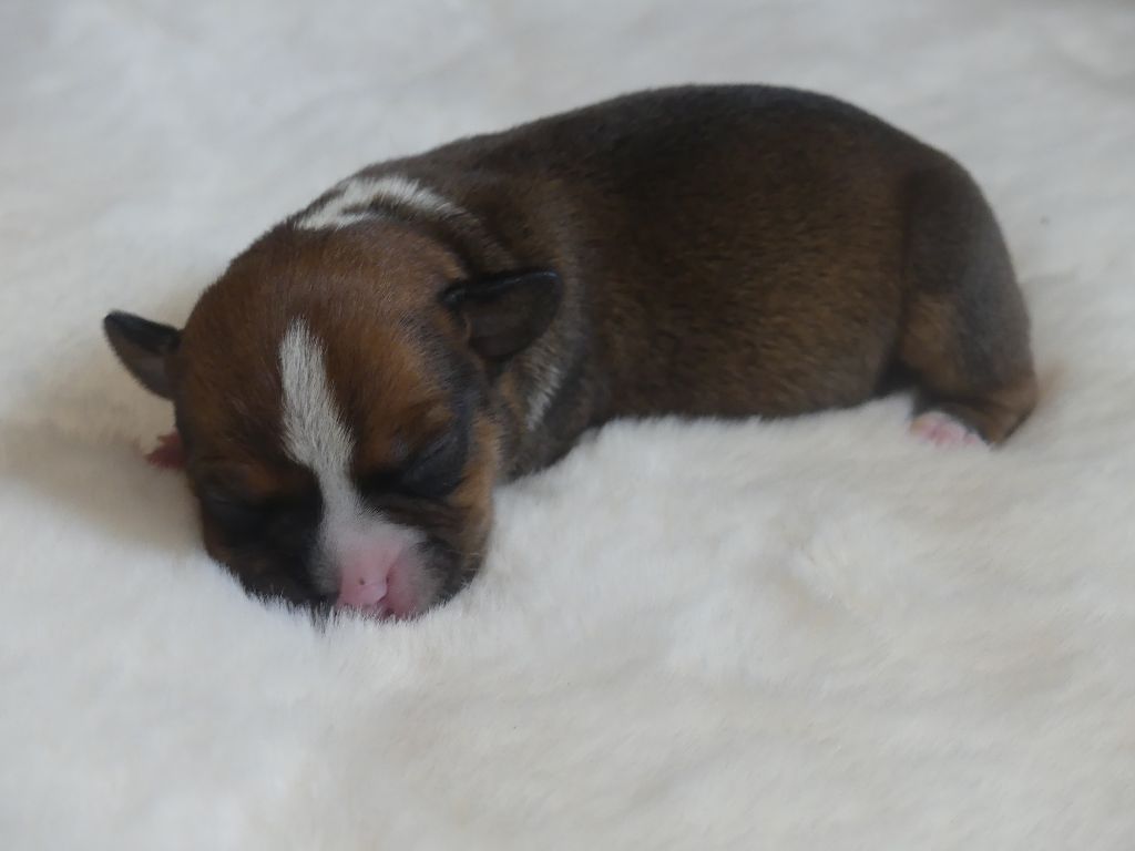 Land van mechelaar - Chiots disponibles - Staffordshire Bull Terrier