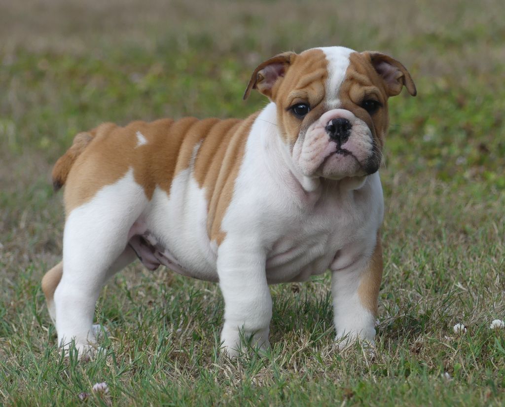 Land van mechelaar - Chiots disponibles - Bulldog Anglais