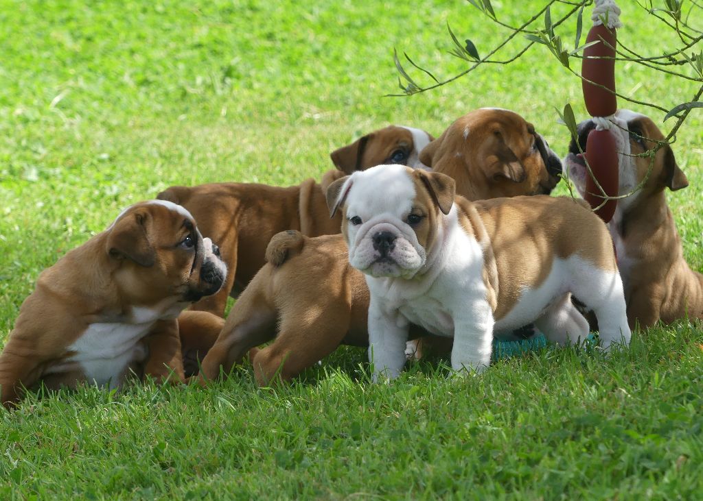 Chiot Bulldog Anglais Land van mechelaar