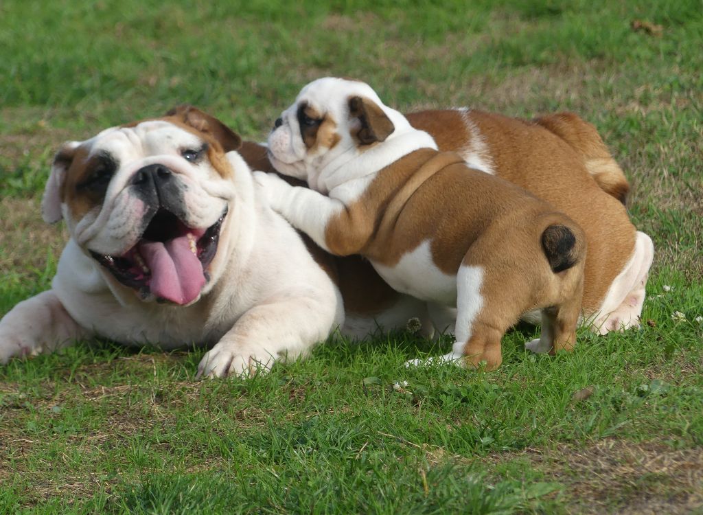 Land van mechelaar - Bulldog Anglais - Portée née le 26/07/2025