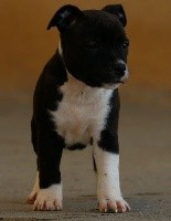 CHIOT