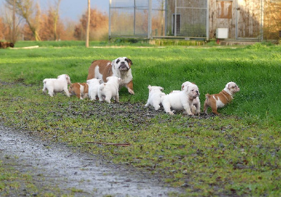 CHIOT 7