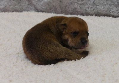 Chiot N°1