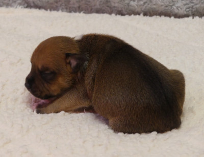 Chiot N°3