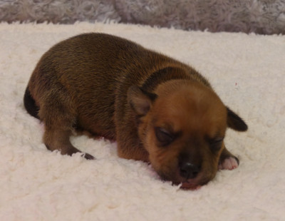 Chiot N°4