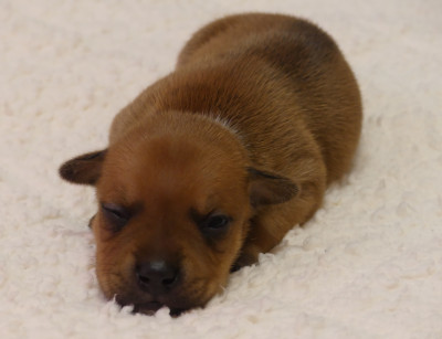 Chiot N°5