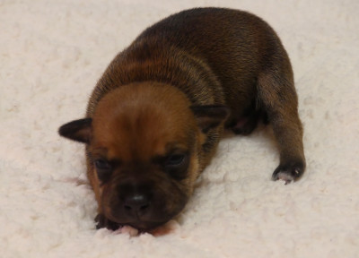 Chiot N°8