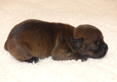 Chiot N°9
