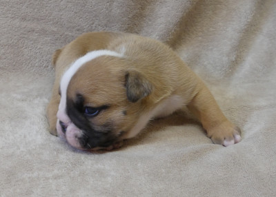 Chiot N°1