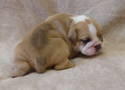 Chiot N°2