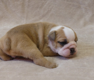 Chiot N°3