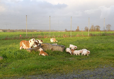 CHIOT 9