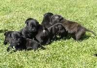 CHIOT