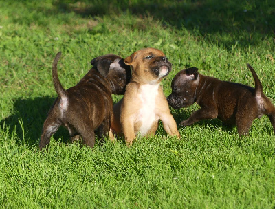 CHIOT 3