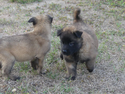 CHIOT 4