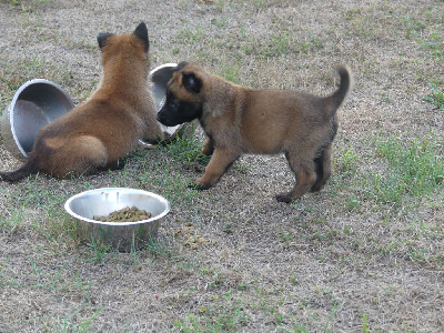 CHIOT 2