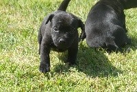 CHIOT