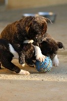 CHIOT