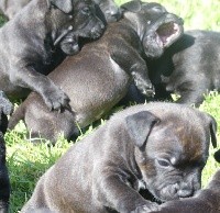 CHIOT