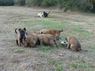 CHIOT 8