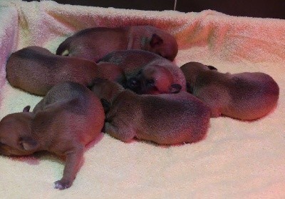 CHIOT