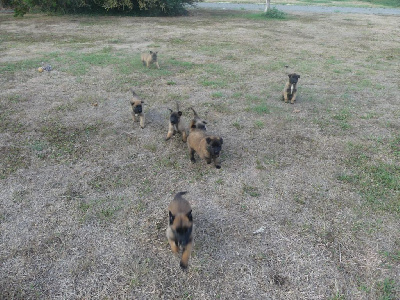 CHIOT 7
