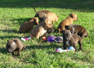 CHIOT 9