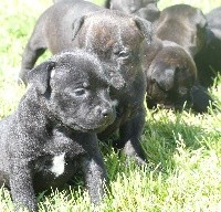 CHIOT