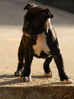 CHIOT