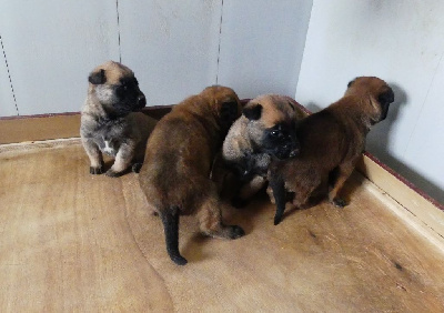 CHIOT 5