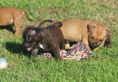CHIOT 8
