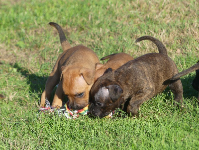 CHIOT 4