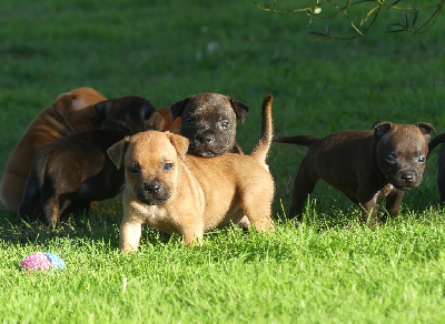 CHIOT 2